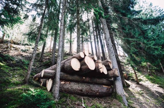 Avverkningsminskning i Sverige nära förestående?