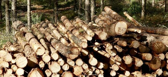 Norra skogs pris på massaved 25% lägre än Södras