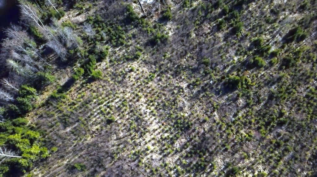 Krönika: Svensk skogsnäring krymper 7 Föryngringsyta i svensk skog. En del av trakthyggesmetoden.