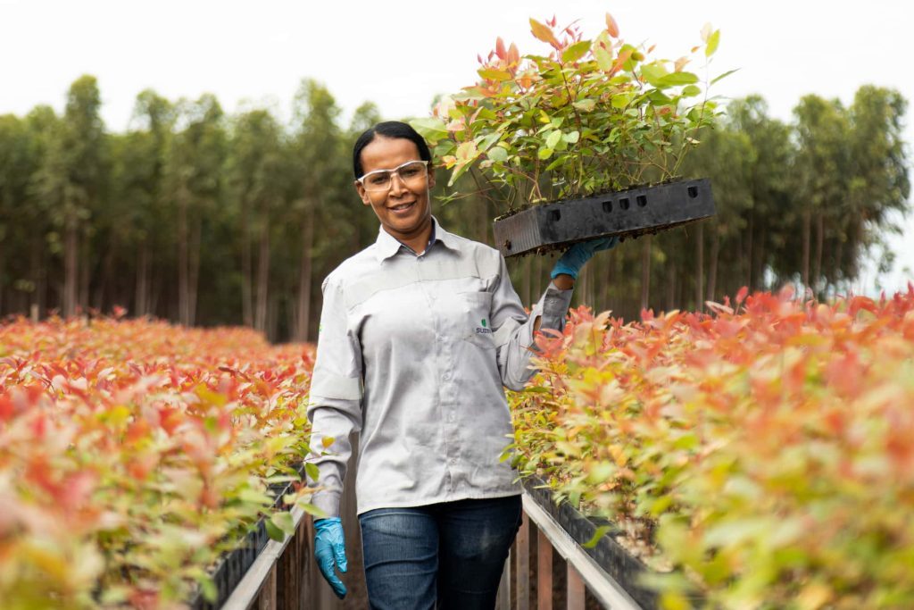 Flerfrontskriget om massan, nu synligt i Suzanos böcker 5 Bild från en plantskola för eukalyptus från Suzano.