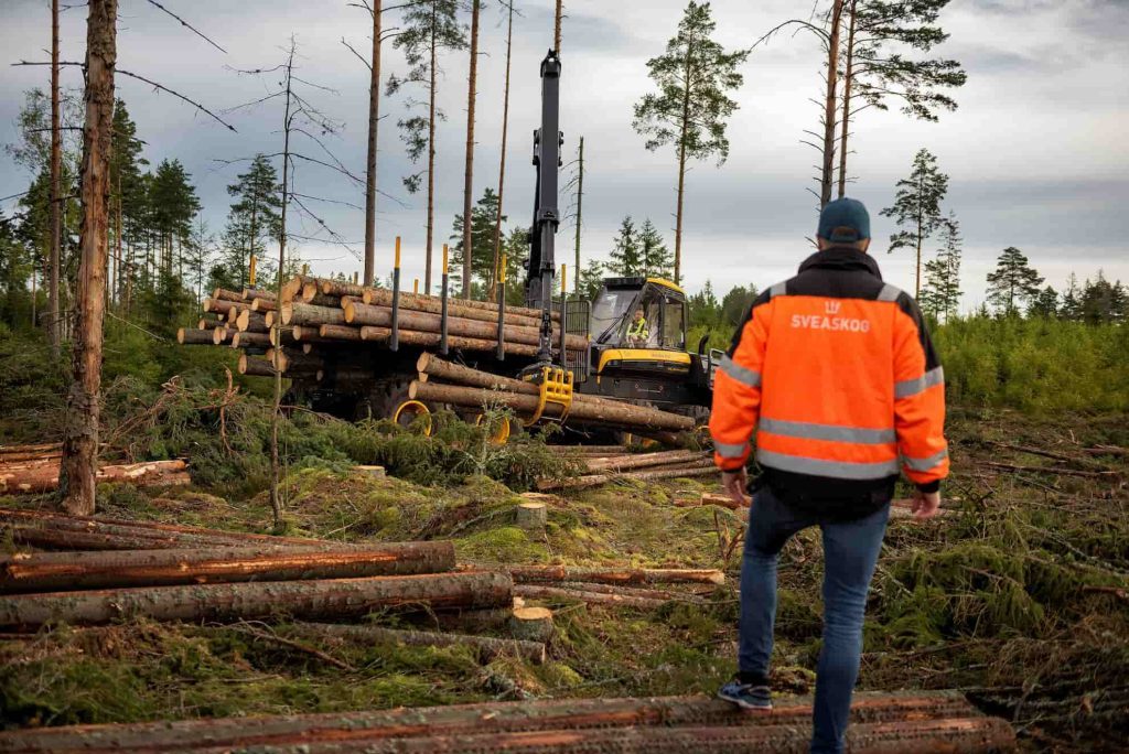 Sveaskog ska inte längre vara industrins vedbod 5 En skogsavverkning i Sveaskogs regi. Genrebild.