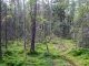 Skyddad skog